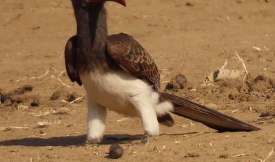 4 Dias Safari Definitivo dos Big 5 em Hwange — 5