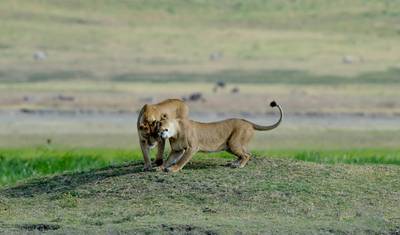 مستكشف Tanzania — 5