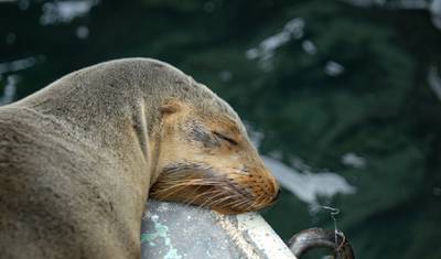 ノース・セイモア島：野生生物とシュノーケリングヨットツアー — 4