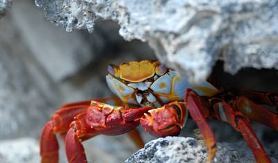 ノース・セイモア島：野生生物とシュノーケリングヨットツアー — 5