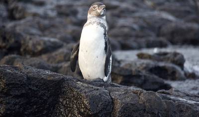 Bartolome Island & Sullivan Bay Yacht Adventure — 5