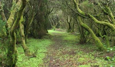La Gomera - Wędrówka po klejnocie Wysp Kanaryjskich (8 dni) — 5