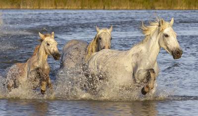 5-Days in Camargue from Arles, Provence — 2