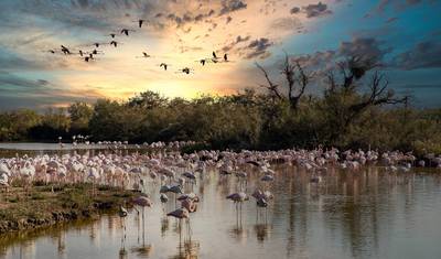 5-Days in Camargue from Arles, Provence — 3