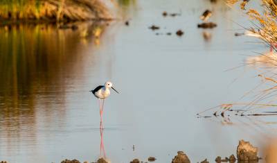 5-Days in Camargue from Arles, Provence — 4