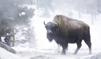 7日間究極の冬の旅：Yellowstone & Grand Teton — 2