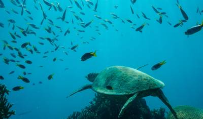 Transfer para Acampamento em Crayfish Beach, Hook Island — 4
