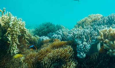 Transfer para Acampamento em Crayfish Beach, Hook Island — 5