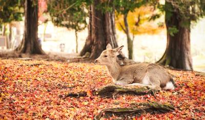 Japonia: Wrażenia — 5