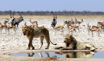 3 Dias de Exploração do Parque Nacional Etosha | Lodge Privado Guiado — 2