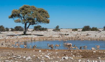3 Dias de Exploração do Parque Nacional Etosha | Lodge Privado Guiado — 4