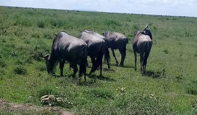 Safari de 5 Dias Big Five — 3