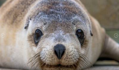 【Adelaide】Pacote de 6 Dias para Explorar as Maravilhas da Ilha Kangaroo e Adelaide — 5