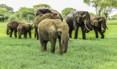 6 Days Masai Mara Photographic Safari Holiday — 2