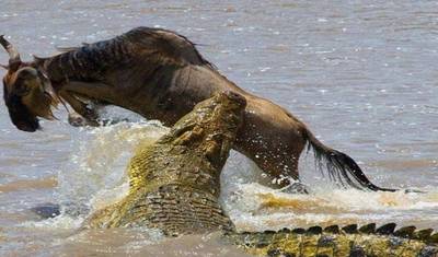 Safari de Aventura Privado de 3 Dias em Masai Mara — 3