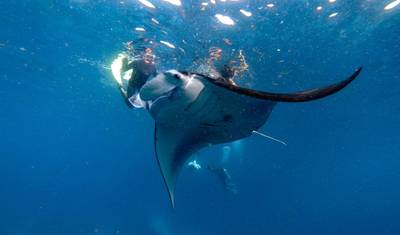 Doświadczenie snorkelingu na Nusa Penida i Nusa Lembongan: 4-dniowa wycieczka (prywatna i all-inclusive) — 3