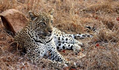 Sabi Sands Safari from Maputo – 3 Days/2 Nights — 3