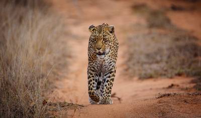 Sabi Sands Safari from Maputo – 3 Days/2 Nights — 4