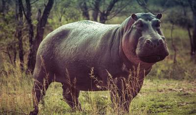 Sabi Sands Safari from Maputo – 3 Days/2 Nights — 5