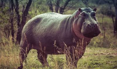 Thula Thula Game Reserve – 3 dni/2 noce — 3