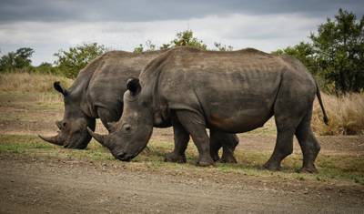 Thula Thula Game Reserve – 3 dni/2 noce — 4