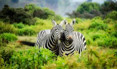Thula Thula Game Reserve – 3 dni/2 noce — 5