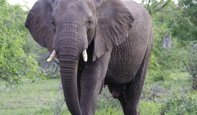 Safari Expresso na Reserva Sabi Sands 5 dias/ 4 noites (Conforto Plus) — 2