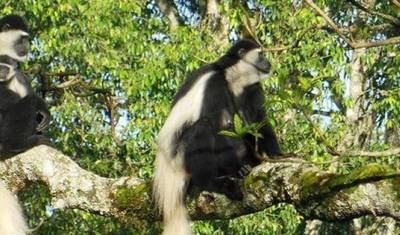Safari da Migração de Seis Dias no Norte da Tanzânia com Alojamento — 3