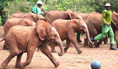 David Sheldrick Elephant Orphanage ナイロビ半日ツアー — 2