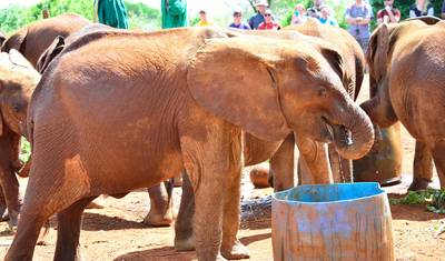 David Sheldrick Elephant Orphanage ナイロビ半日ツアー — 4