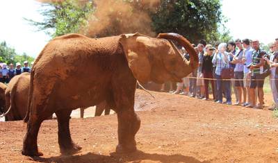 David Sheldrick Elephant Orphanage ナイロビ半日ツアー — 5