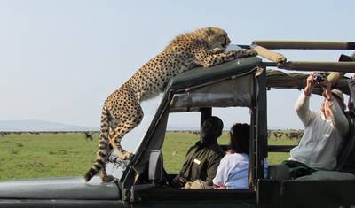 Escala no Aeroporto de Nairobi: Safari de 4 horas no Parque Nacional de Nairobi — 3