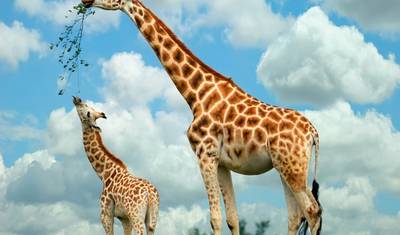 Escala no Aeroporto de Nairobi: Tour ao Orfanato de Elefantes e Centro de Girafas — 5
