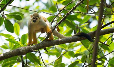 Natureza e cultura da Costa Rica de perto (11 dias) — 2
