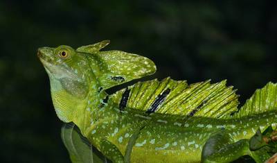 Natureza e cultura da Costa Rica de perto (11 dias) — 4