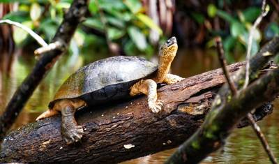 Natureza e cultura da Costa Rica de perto (11 dias) — 5