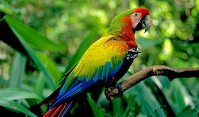 Costa Rica: A World of Nature featuring Tortuguero National Park, Arenal Volcano & Manuel Antonio National Park (2026) — 4
