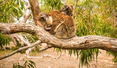 Excursão Privada de 10 Dias de Adelaide a Perth — 5