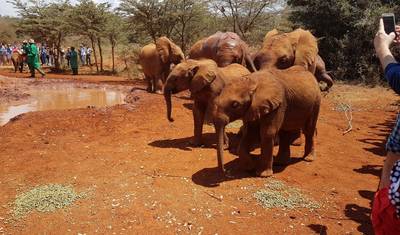 Excursão Guiada de Um Dia ao Centro de Girafas, Orfanato de Elefantes e Bomas do Quênia em Nairobi — 4
