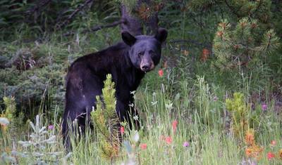 Canadian Rockies: National Parks Eastbound — 3