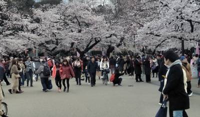 JAPAN IN-DEPTH CHERRY BLOSSOM TOUR — 2