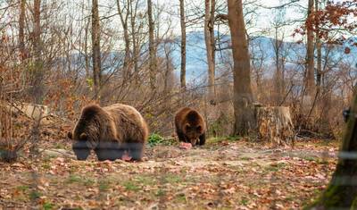 Transylvania's Medieval Wonders and Wildlife: An Immersive 2-Day Tour — 2