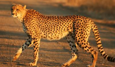 9-dniowe luksusowe safari po Kenii z Wielką Piątką — 5