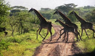6-Day Amboseli, Lake Naivasha and Mara - Mid-Range — 3