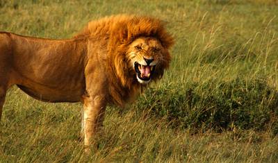 4 dni/3 noce Safari w lodżach z dziką przyrodą w Masai Mara i Parku Narodowym Jeziora Nakuru – średniej klasy — 3