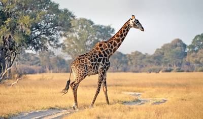 Kruger, Cataratas e Zimbábue: Piscinas Minerais e Parques Nacionais — 4