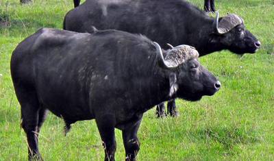 رحلة سفاري 5 أيام إلى Masai Mara وLake Nakuru وLake Naivasha مع الإقامة في نزل — 3