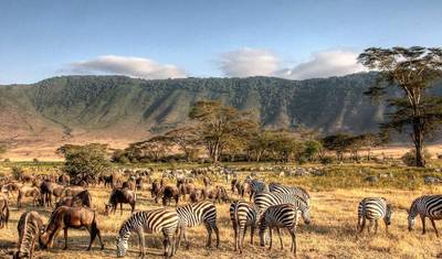رحلة سفاري 5 أيام إلى Masai Mara وLake Nakuru وLake Naivasha مع الإقامة في نزل — 5