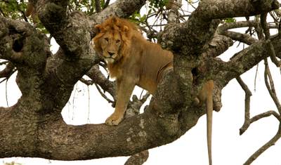 15-dniowe Safari Kombinowane Kenia i Tanzania — 2