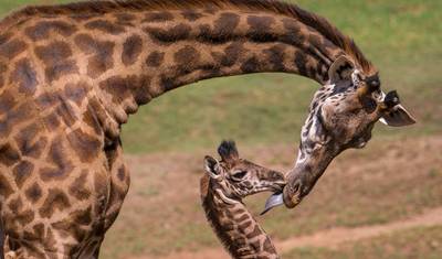 15-dniowe Safari Kombinowane Kenia i Tanzania — 3